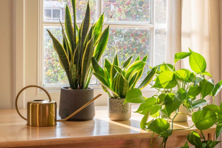 Boost Your Mind and Your Home With These Top 10 Houseplants